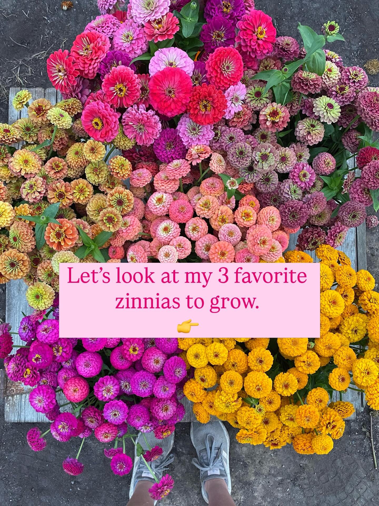 You know I love a good no-fuss flower&hellip; and zinnias are exactly that.

If you&rsquo;re growing to sell (or just want armloads all summer), these three never let me down:
🌱 Queeny Series
🌱 Oklahoma Series
🌱 Benary Giant

Cut-and-come-again. E