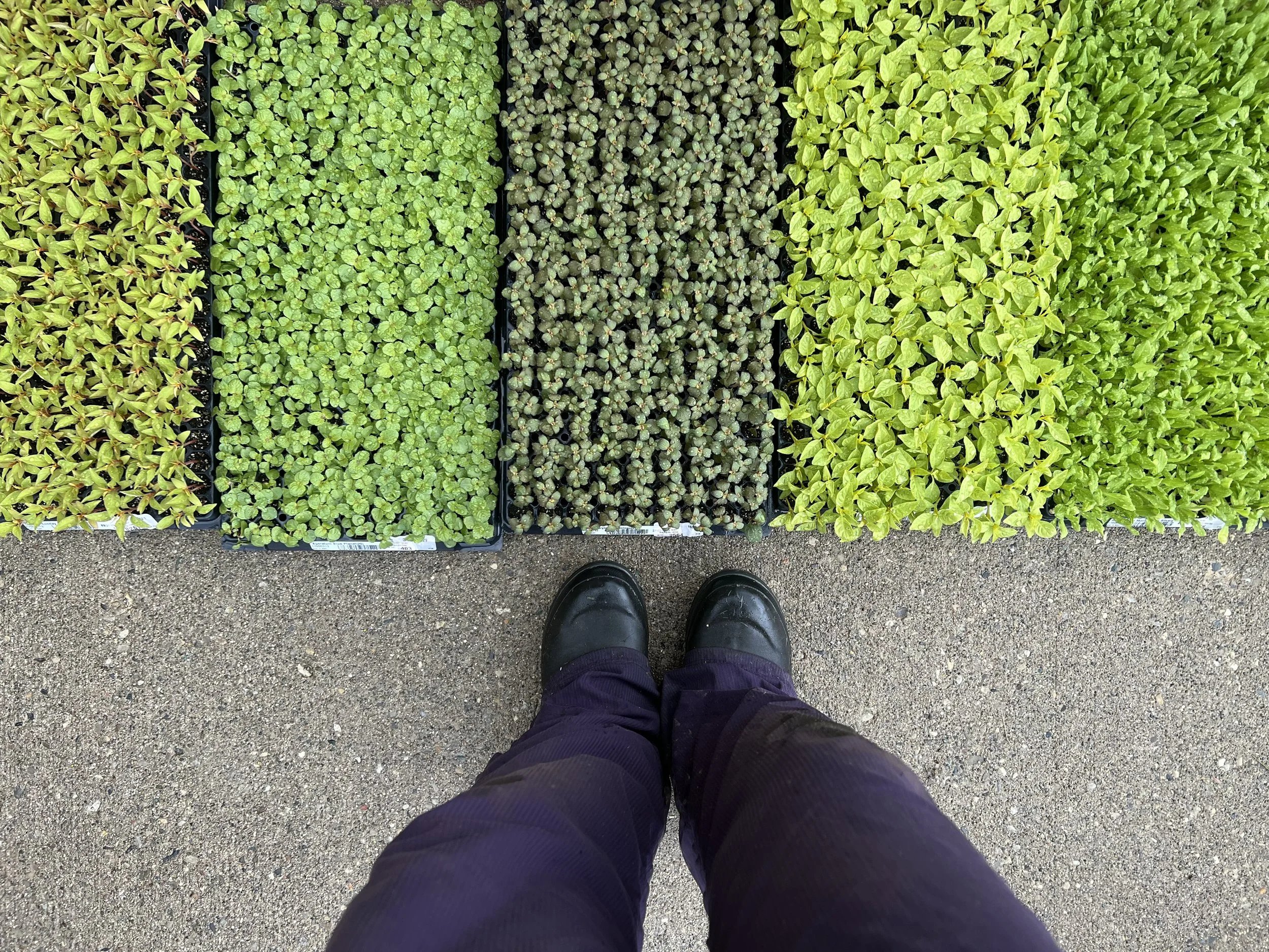 Are Plugs Worth It for Flower Farmers? The Real Cost of Starting Seeds vs. Buying Plugs