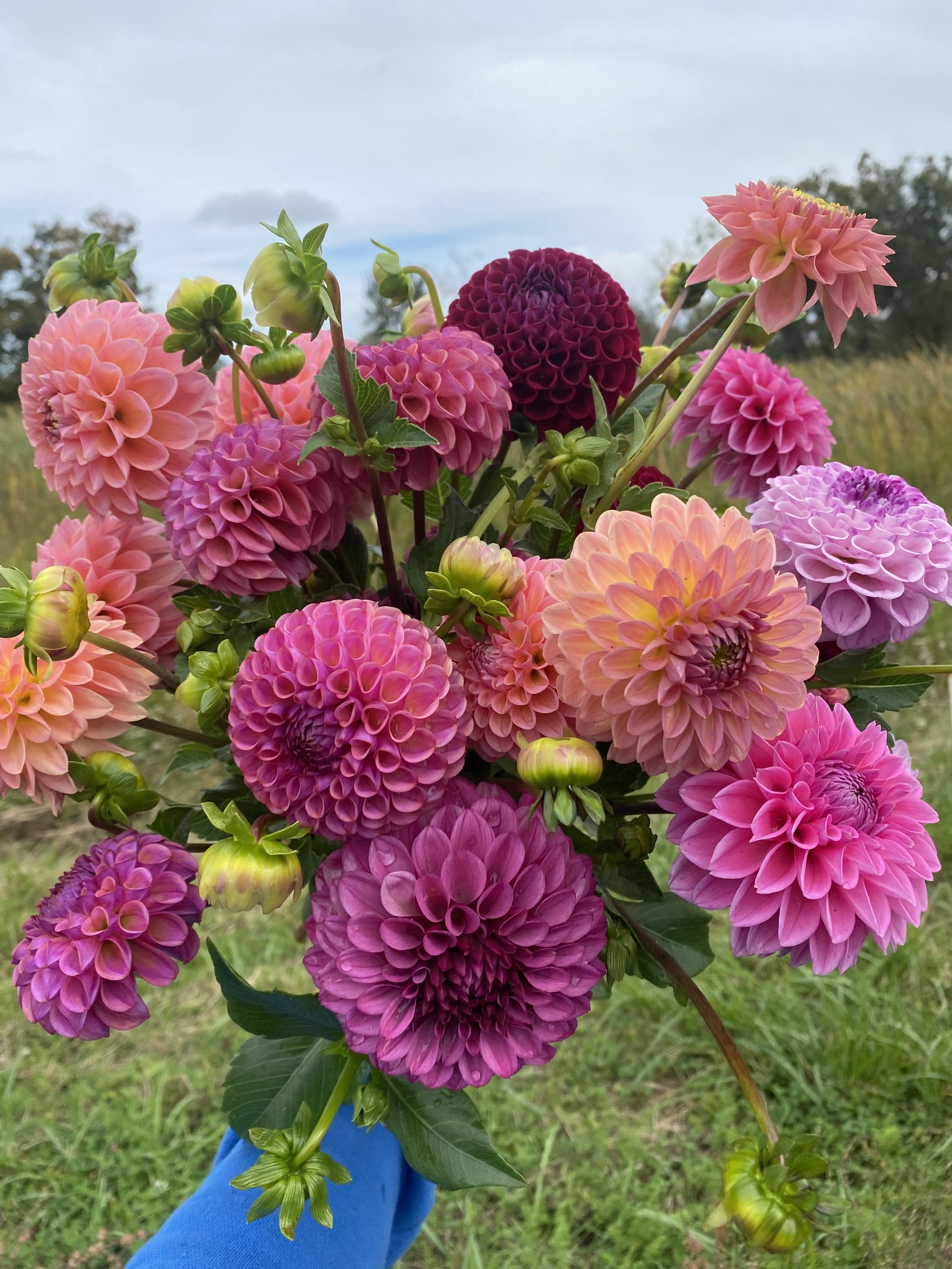 How to Profit from Dahlias — Lynsey Taulbee