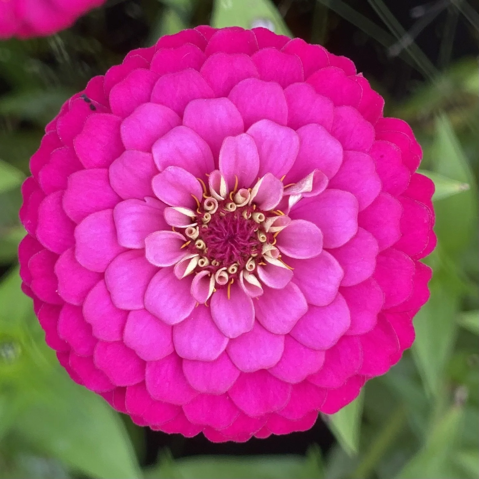 3 Must Grow Zinnia Varieties For Cut Flower Gardens Lynsey Taulbee