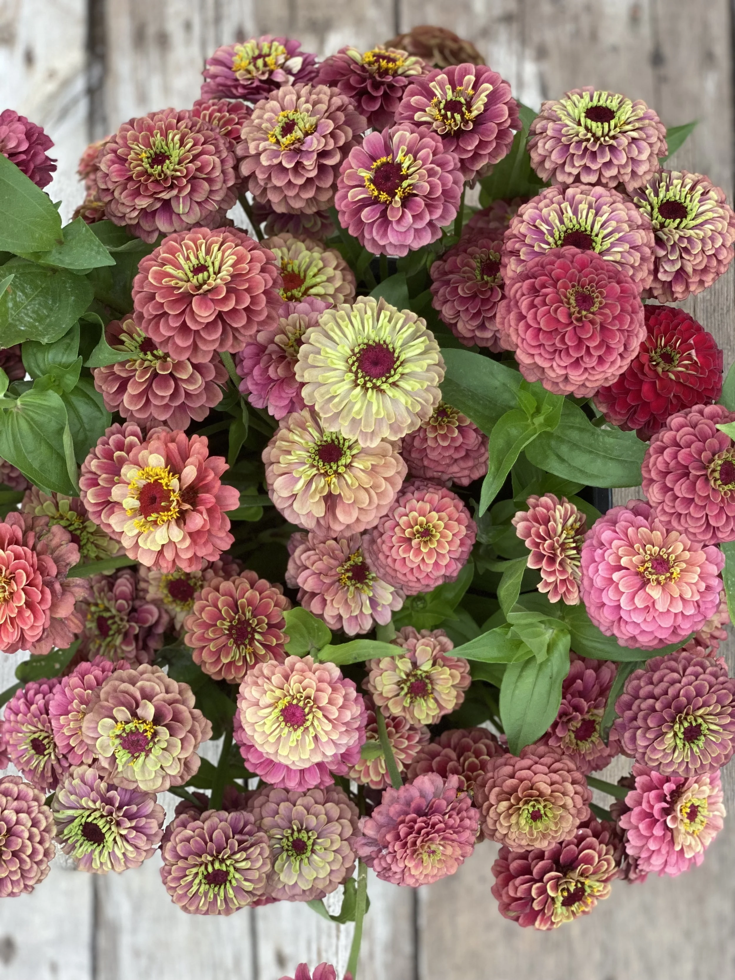 3 Must Grow Zinnia Varieties For Cut Flower Gardens Lynsey Taulbee 3 Must Grow Zinnia Varieties For Cut Flower Gardens Lynsey Taulbee
