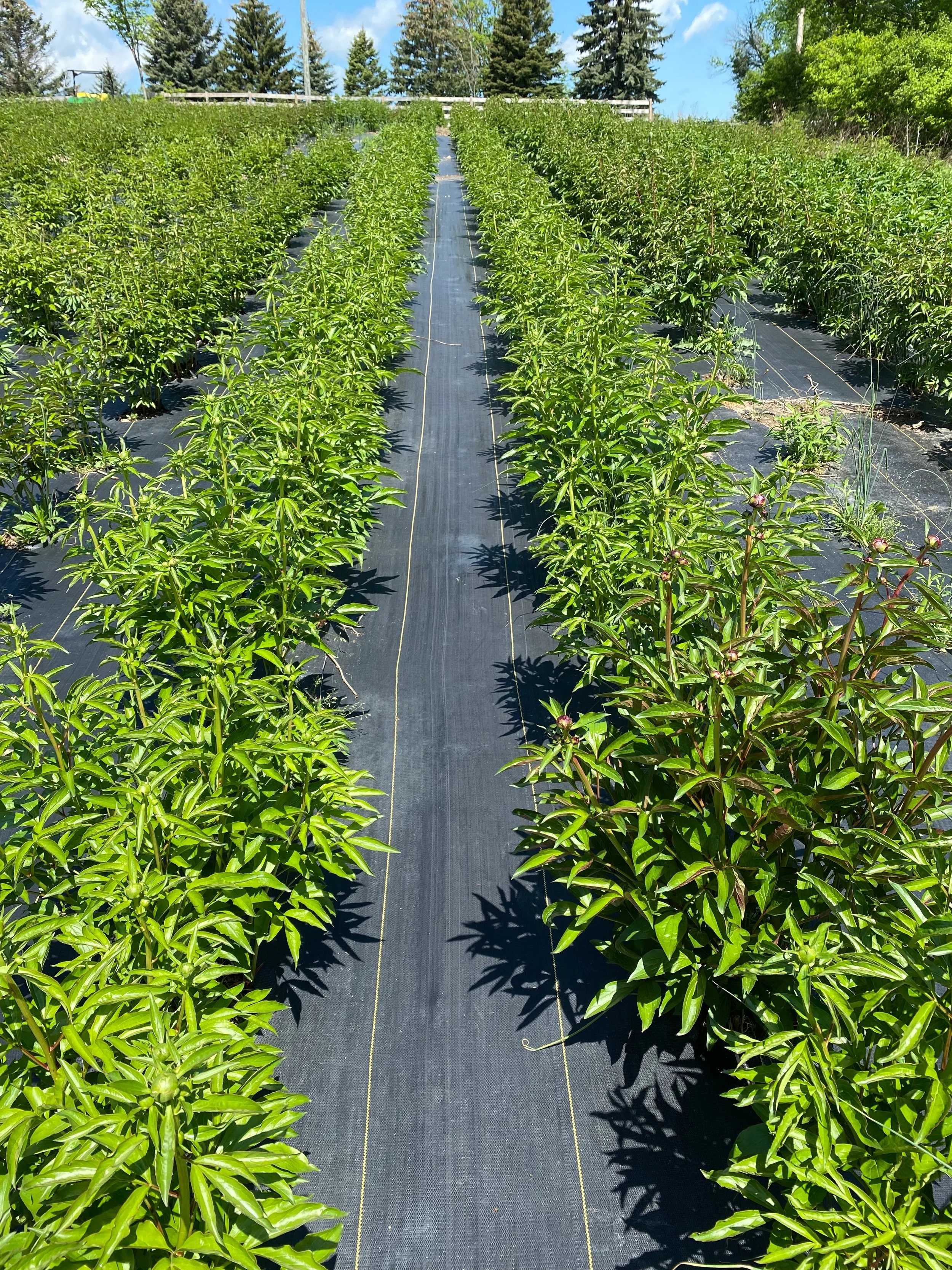 Peony Farming Profits and Expenses — Lynsey Taulbee