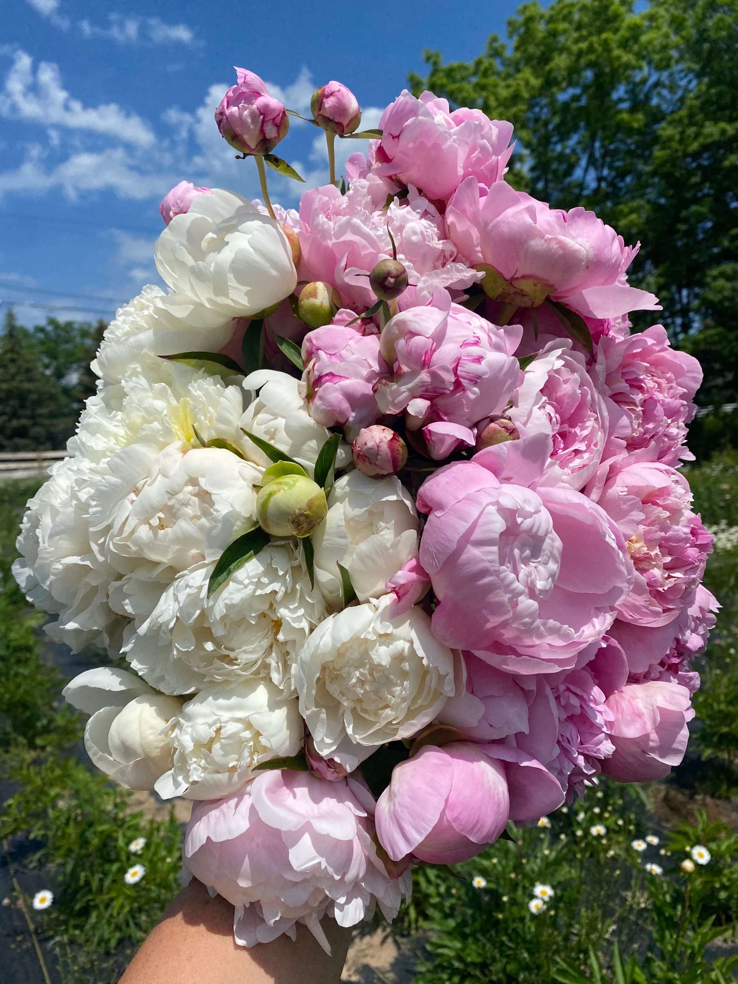 Mini Bouquet - Dried Pink Peony (Paeonia) Arrangement