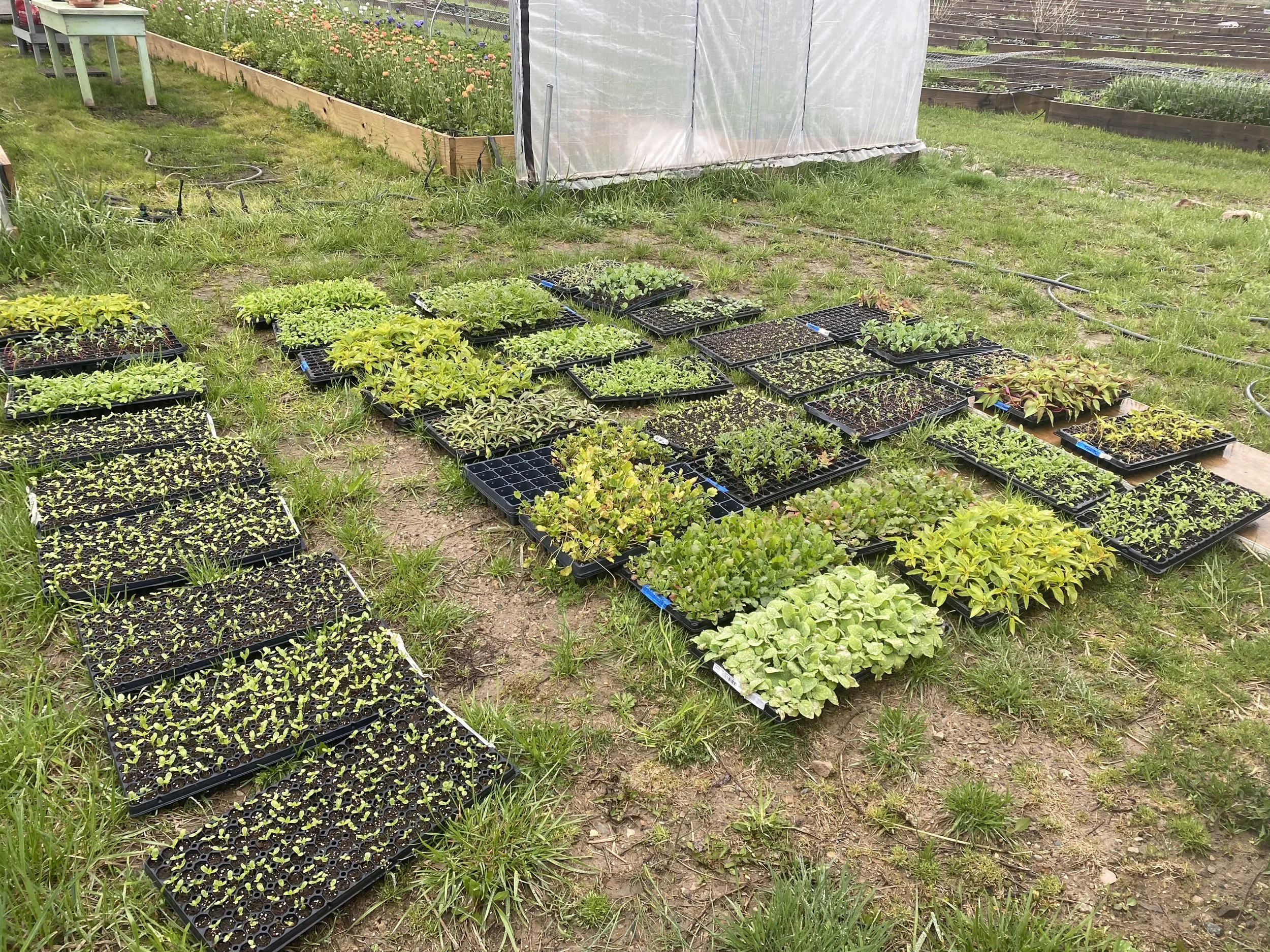 A lot of seed trays with cut flowers at Muddy Acres Flower Farm in Plymouth, MI