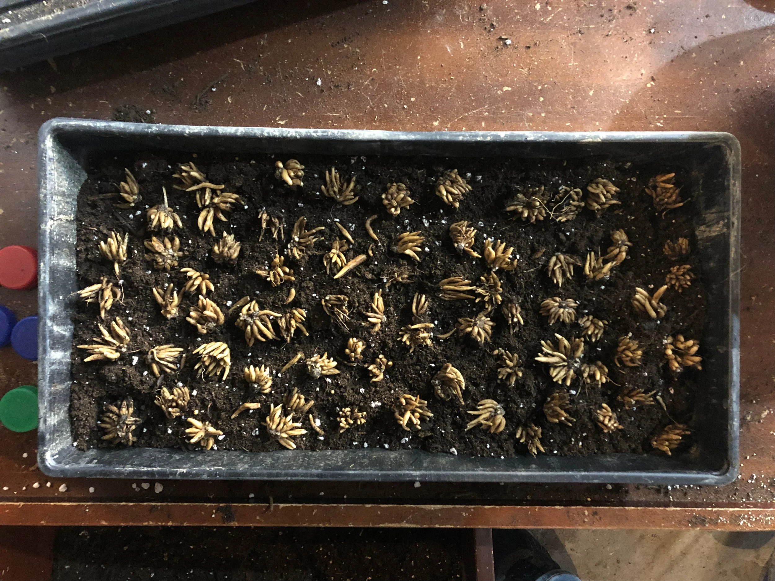 Pre-sprouting ranunculus.