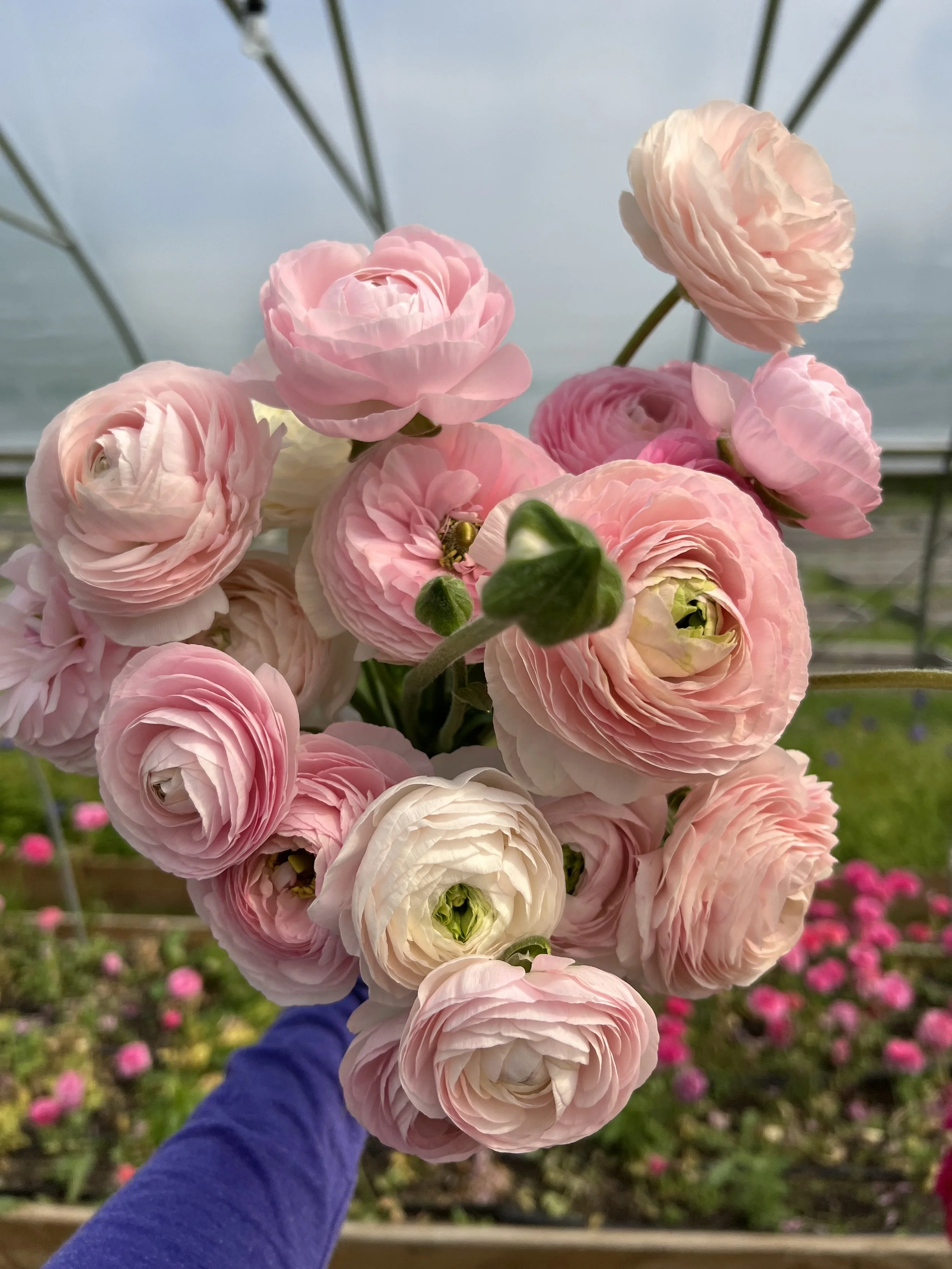 A bouquet of Chamallow ranunculus inside the hoop house at Muddy Acres Flower Farm