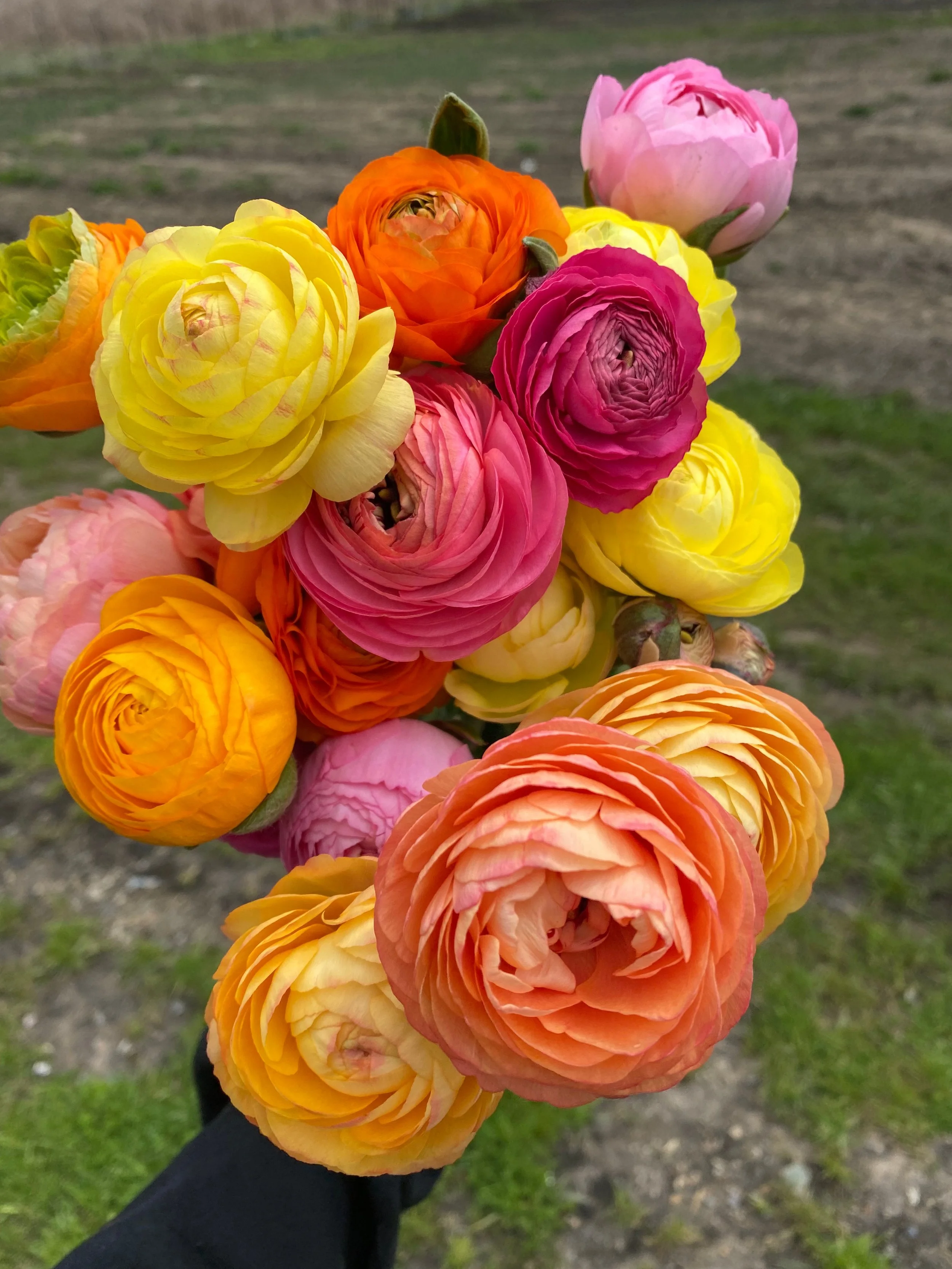 A bouquet of ranunculus in a mix of pastel colors.