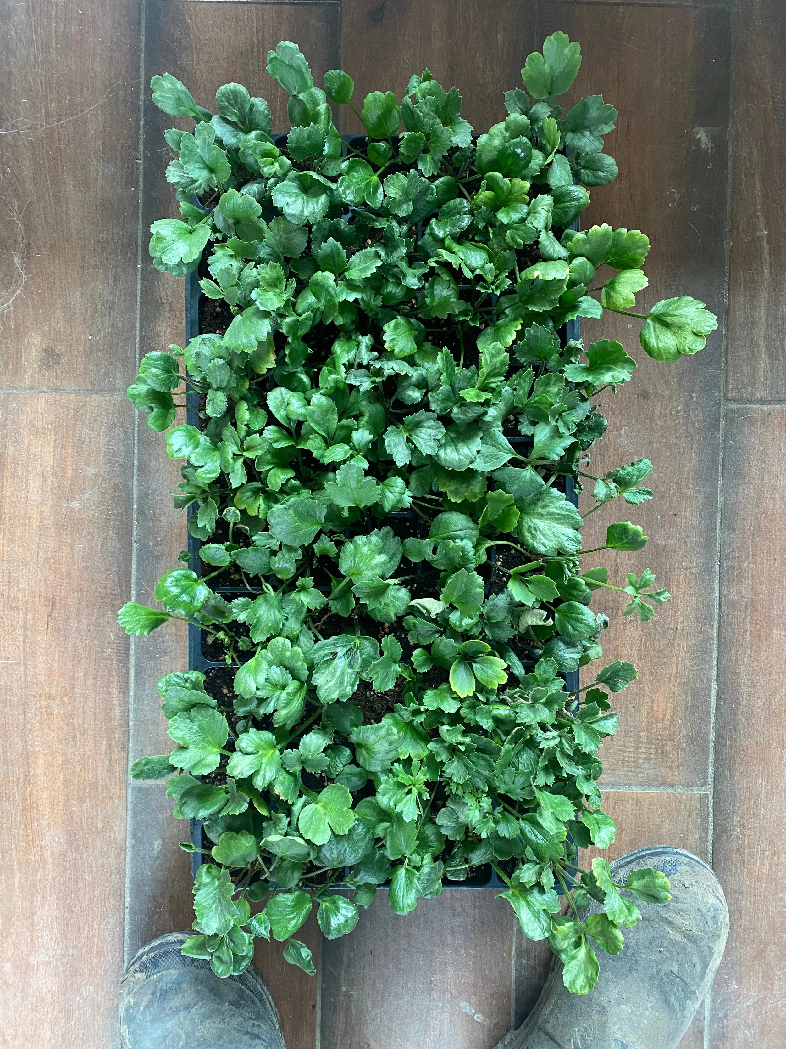 A cell tray of ranunculus started indoors at Muddy Acres Flower Farm.