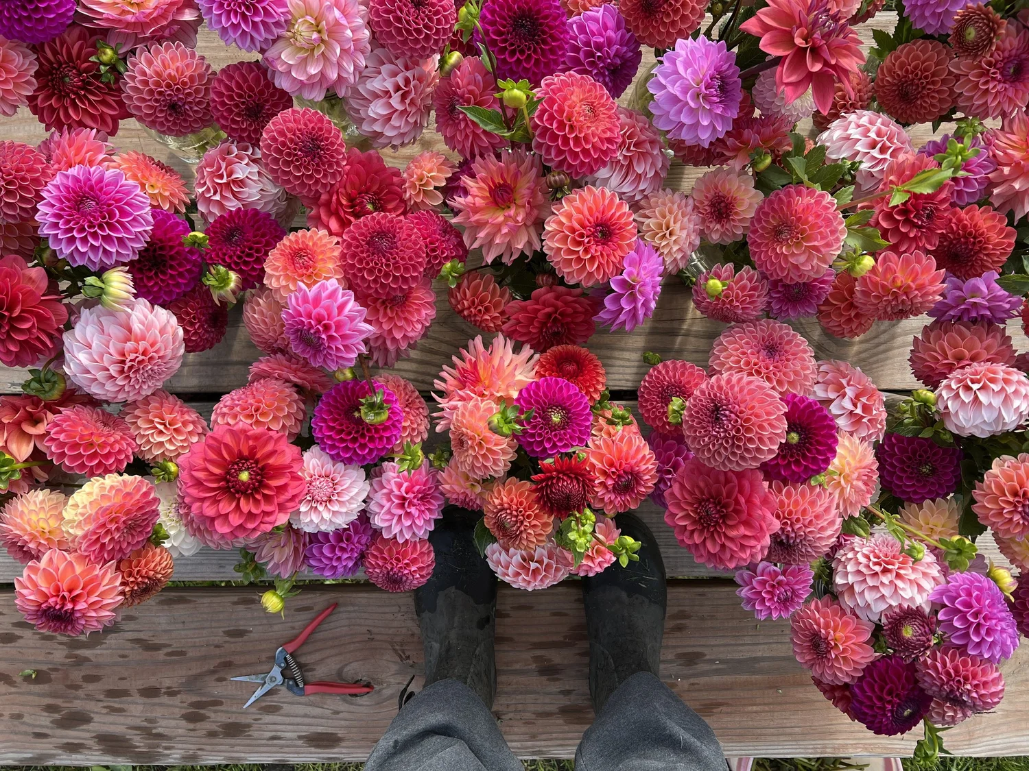 Lynsey Taulbee Learn How to Start a Flower Farm