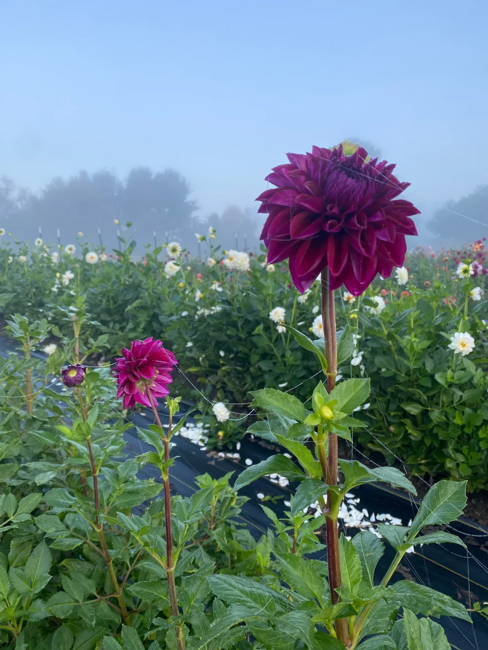 Flower Farming and Taxes What you NEED to Know! — Lynsey Taulbee