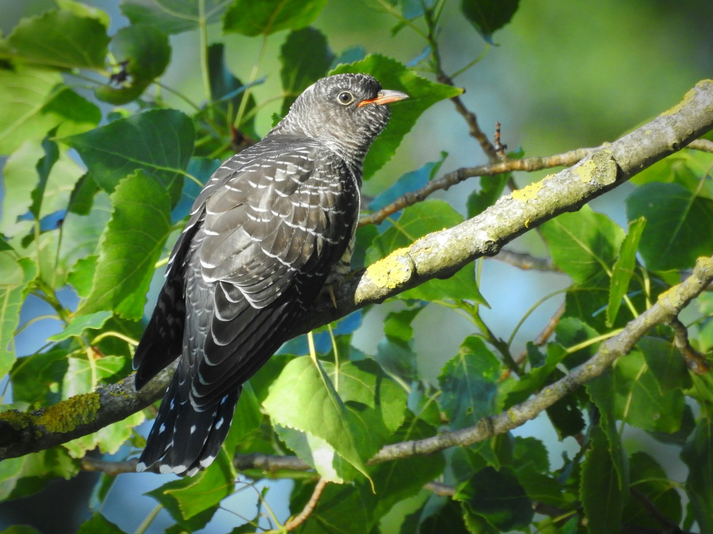A hawk perched on a tree branch amidst green leaves.