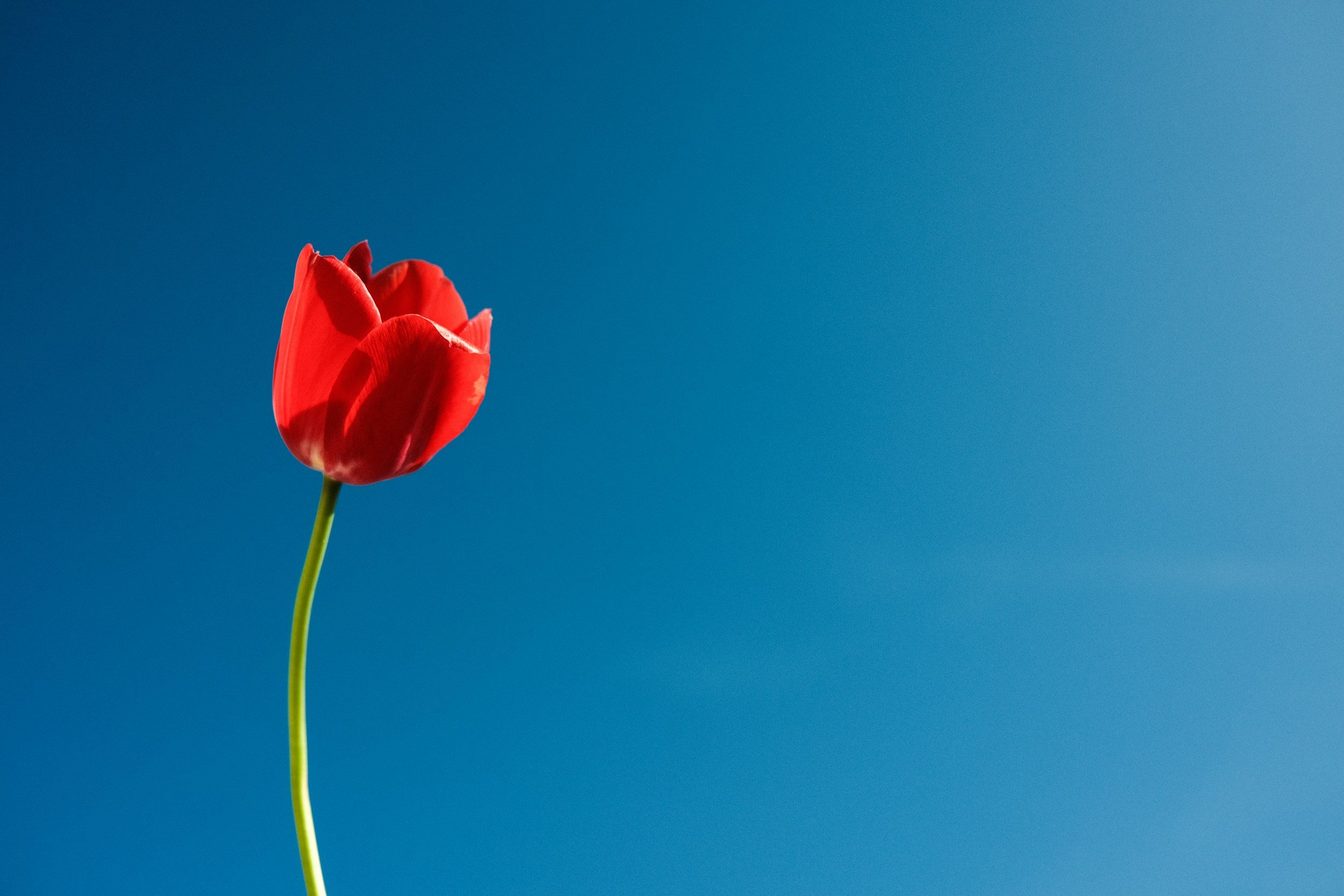 Red rose, blue sky