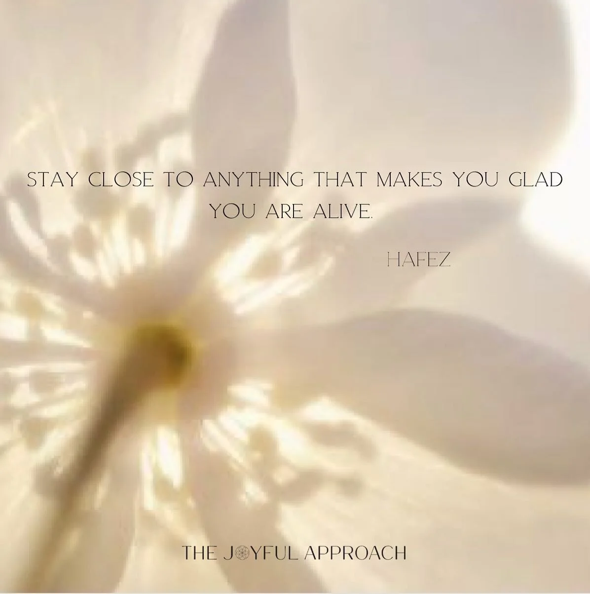 Stay close to anything that makes you glad you are alive - Hafez 

🤍✨ xo Joy