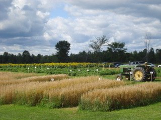 a tractor in a grain field