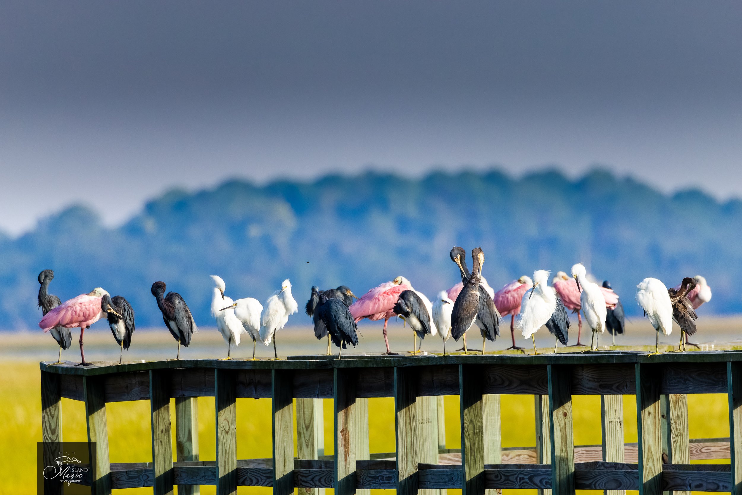 Colorful Birds at Drummond