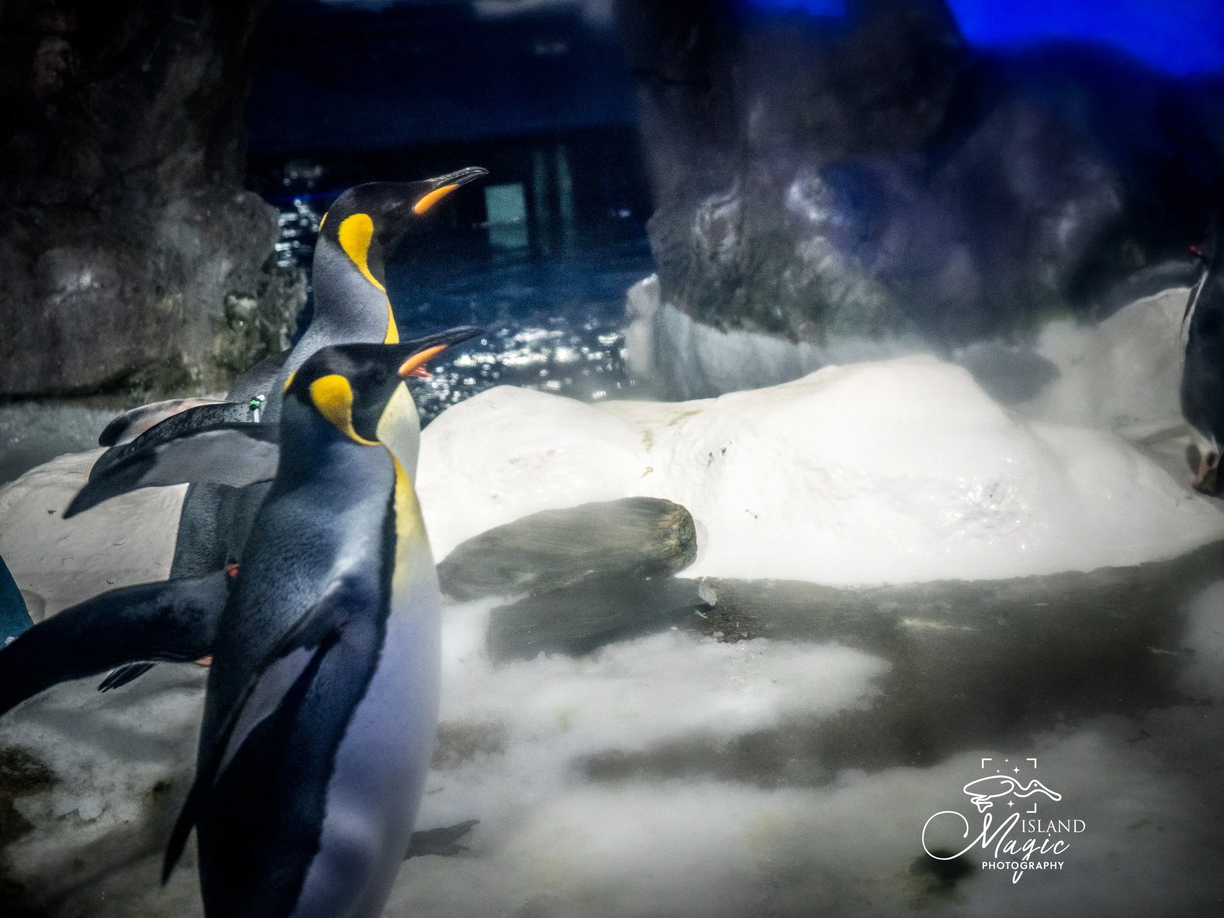 King Penguins-3118362.jpg