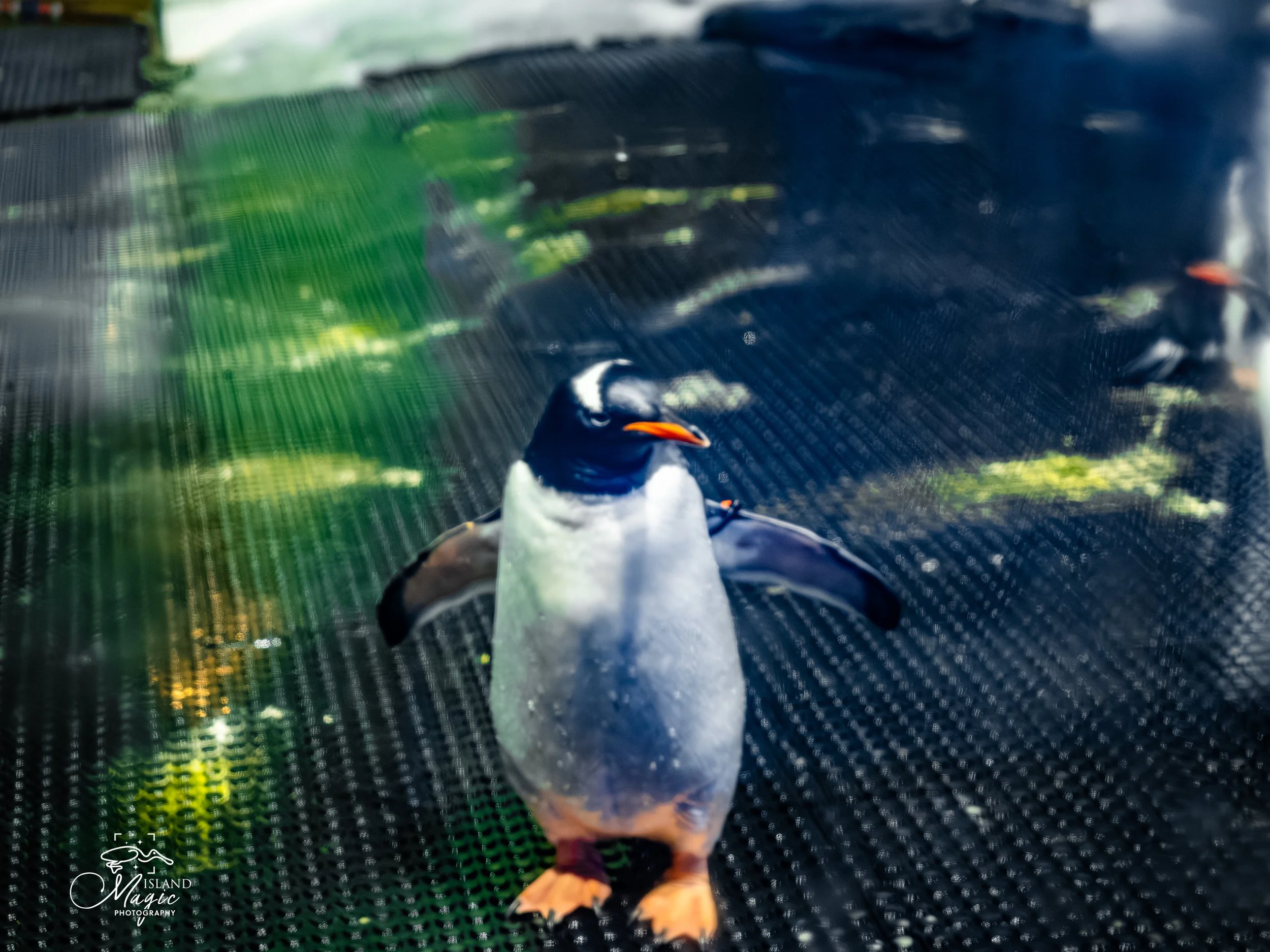 Gentoo Penguin-3118255.jpg