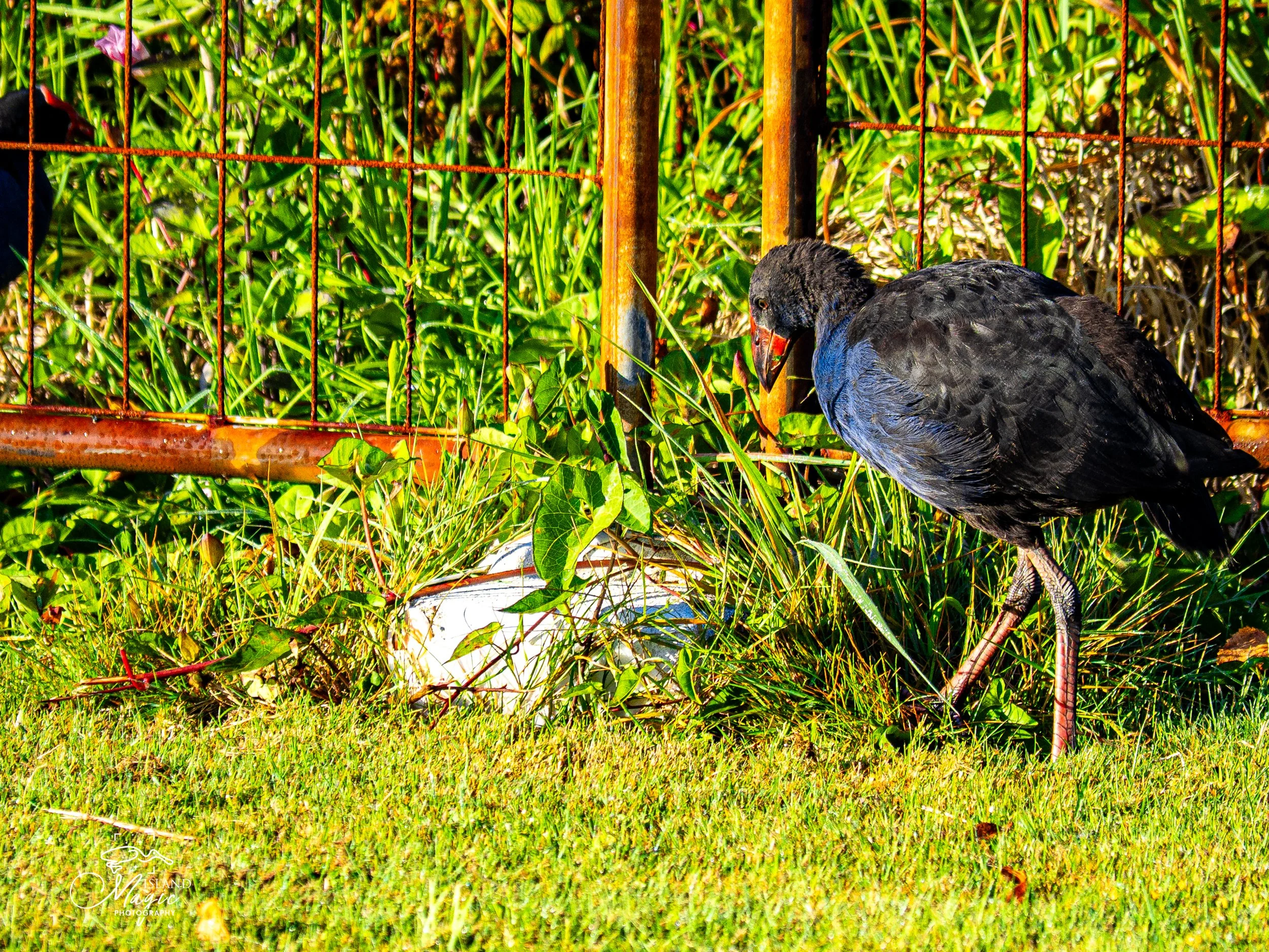 Australian Swamphen-3170312.jpg