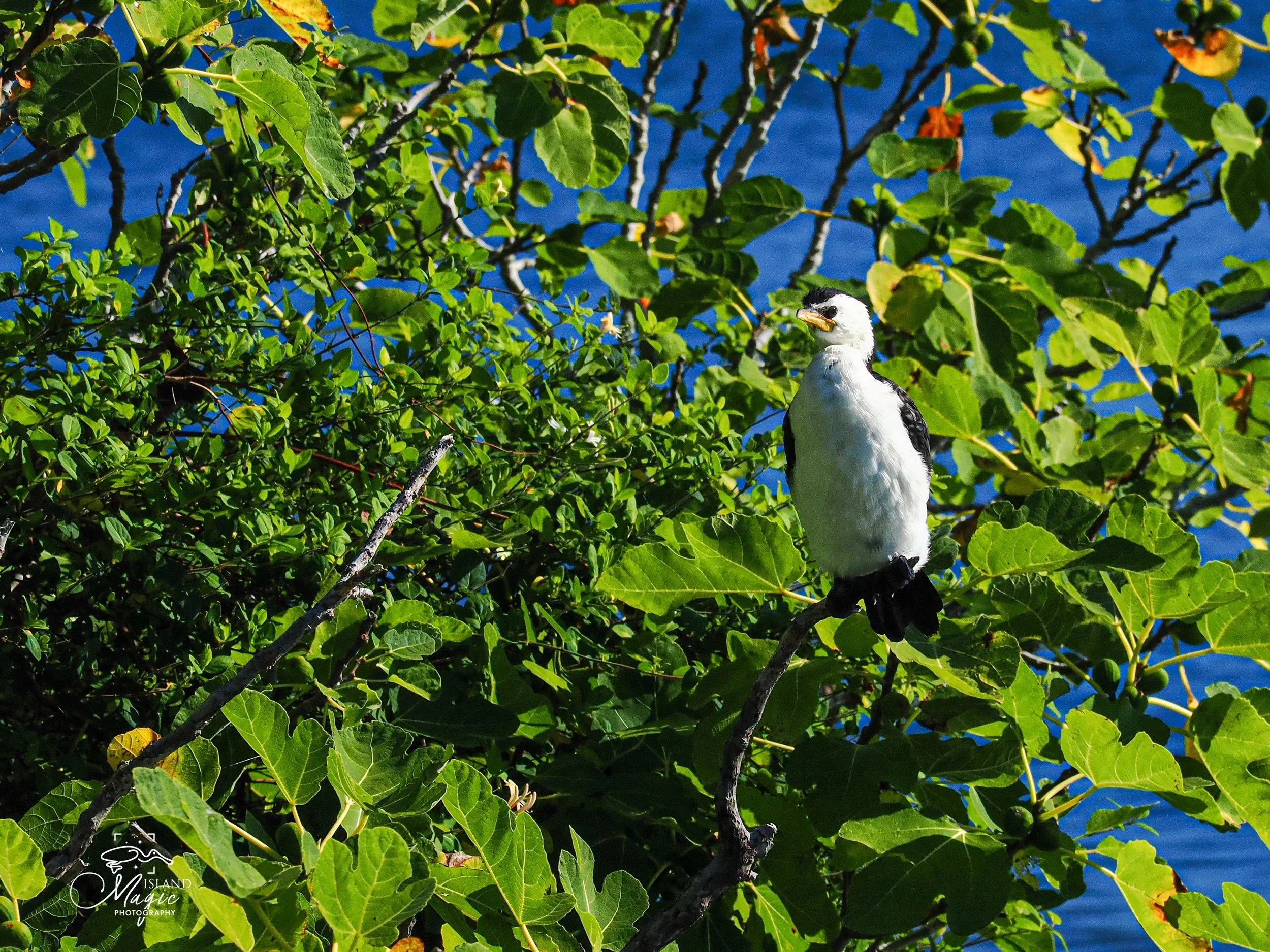 Little Pied Cormorant Lake Rotoiti-3159221.jpg