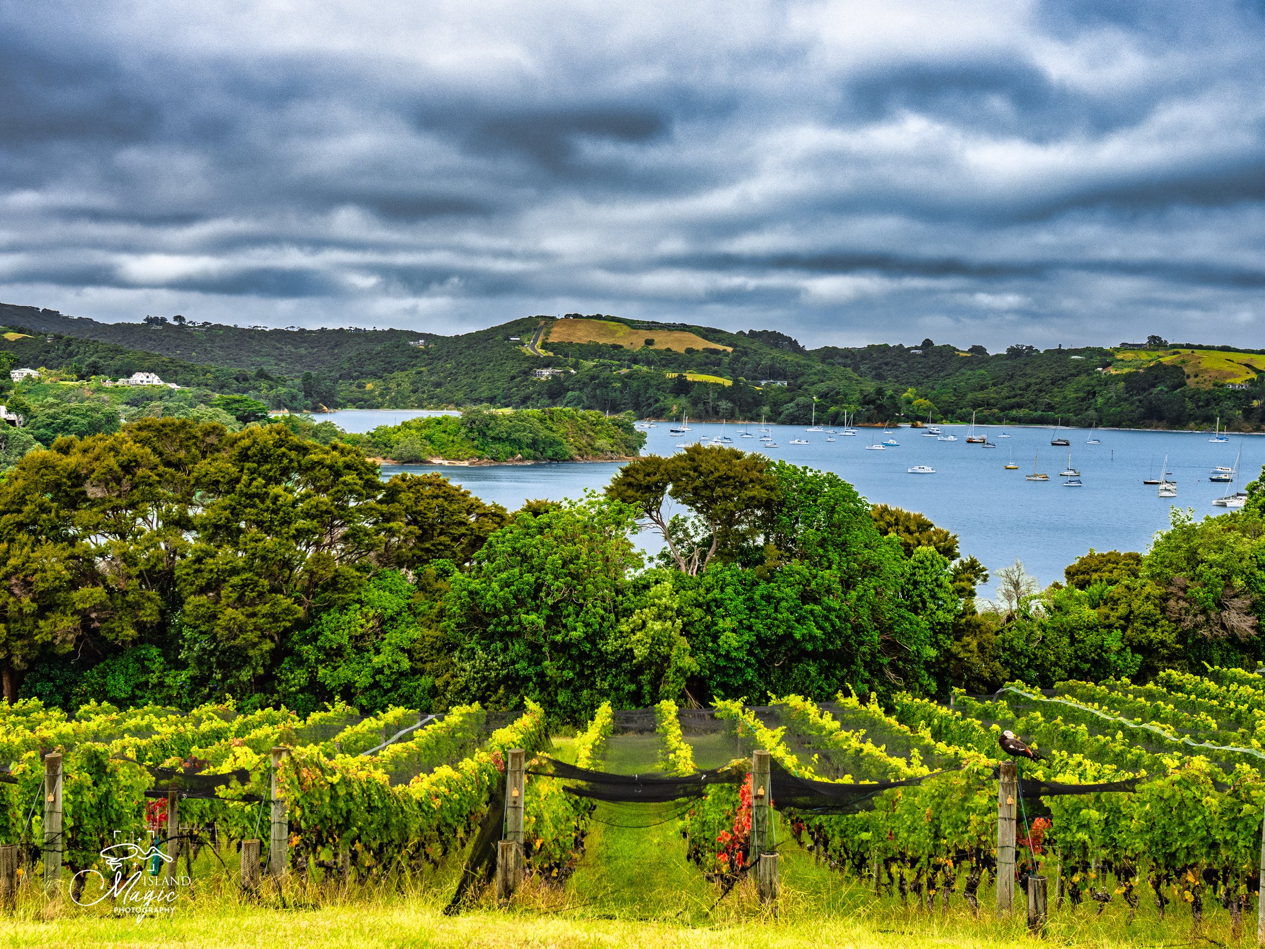 Goldie Estate Vinyard on Waiheke 3138520 LN-.jpg