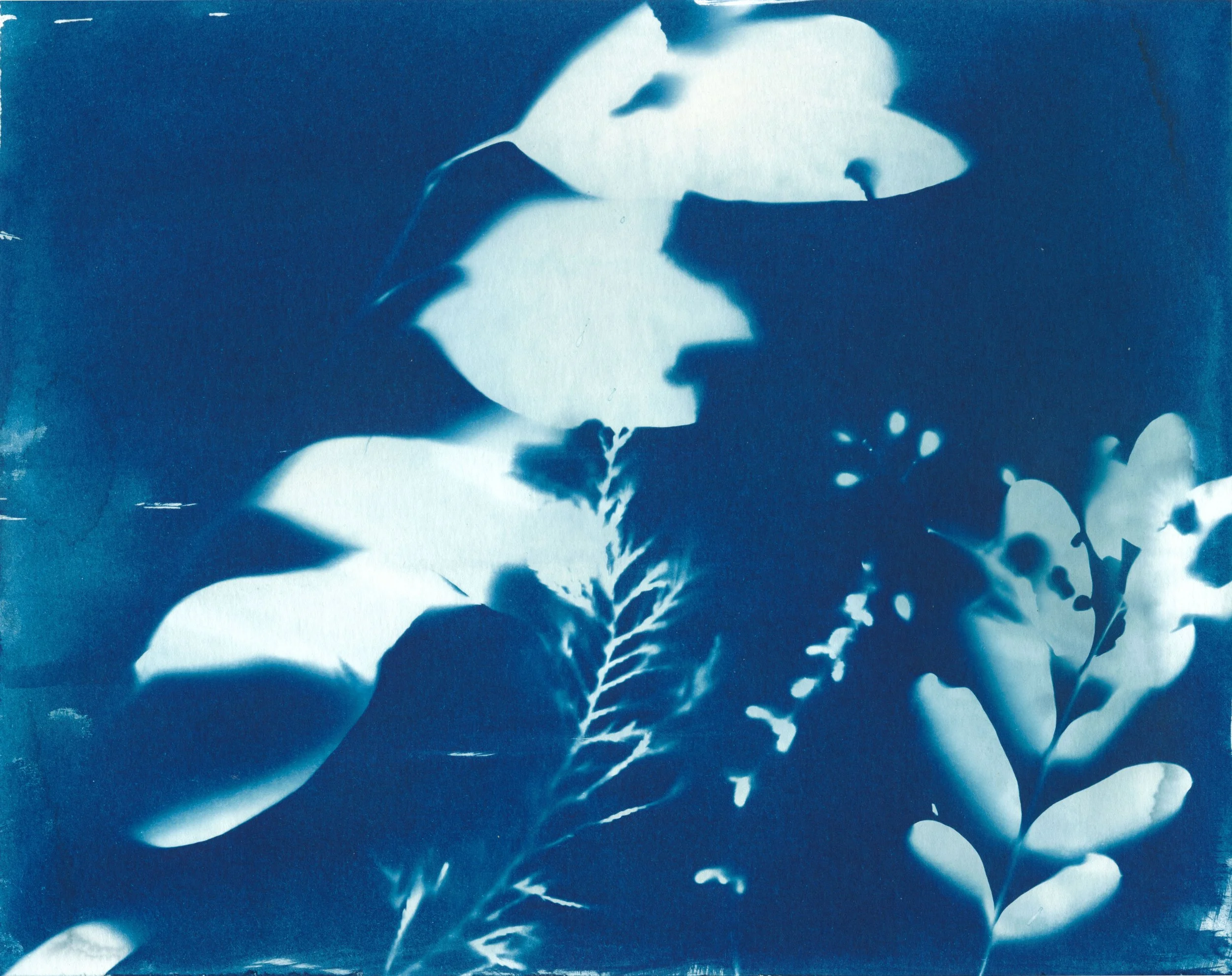 DANIELS-241003-CYANOTYPE-SCANS -0002.jpg