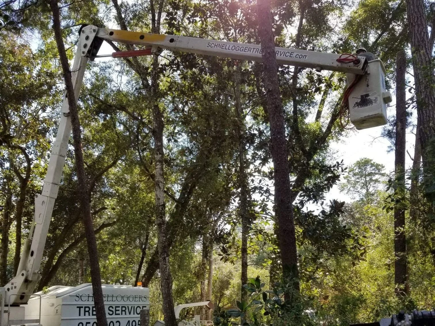 schnellogger tree service_1.jpeg