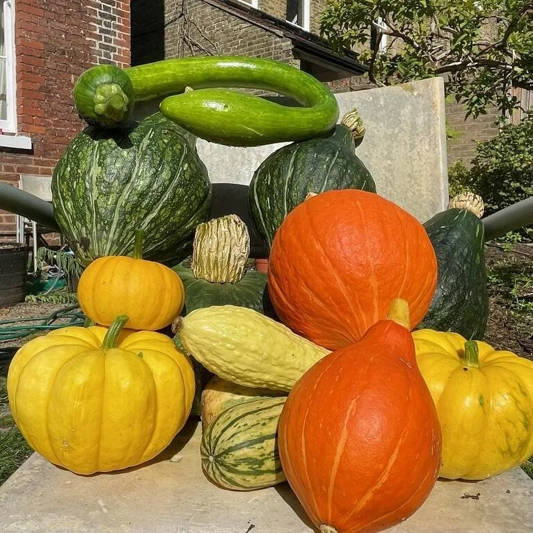 π π³ππππππππ ππ πΏππ πΏπππππ π
Brockley’s favourite spooky week is almost here and we’ve got two incredible events to celebrate!
π» Pumpkin Carving
ποΈ Thursday 30 October | 3–6pm
Bring the family for an afternoo