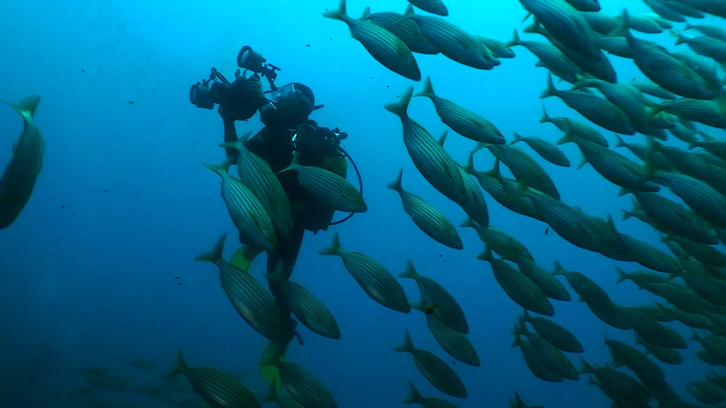 Taucher mit Harpune unter Wasser, umgeben von einer großen Gruppe von Fischen.