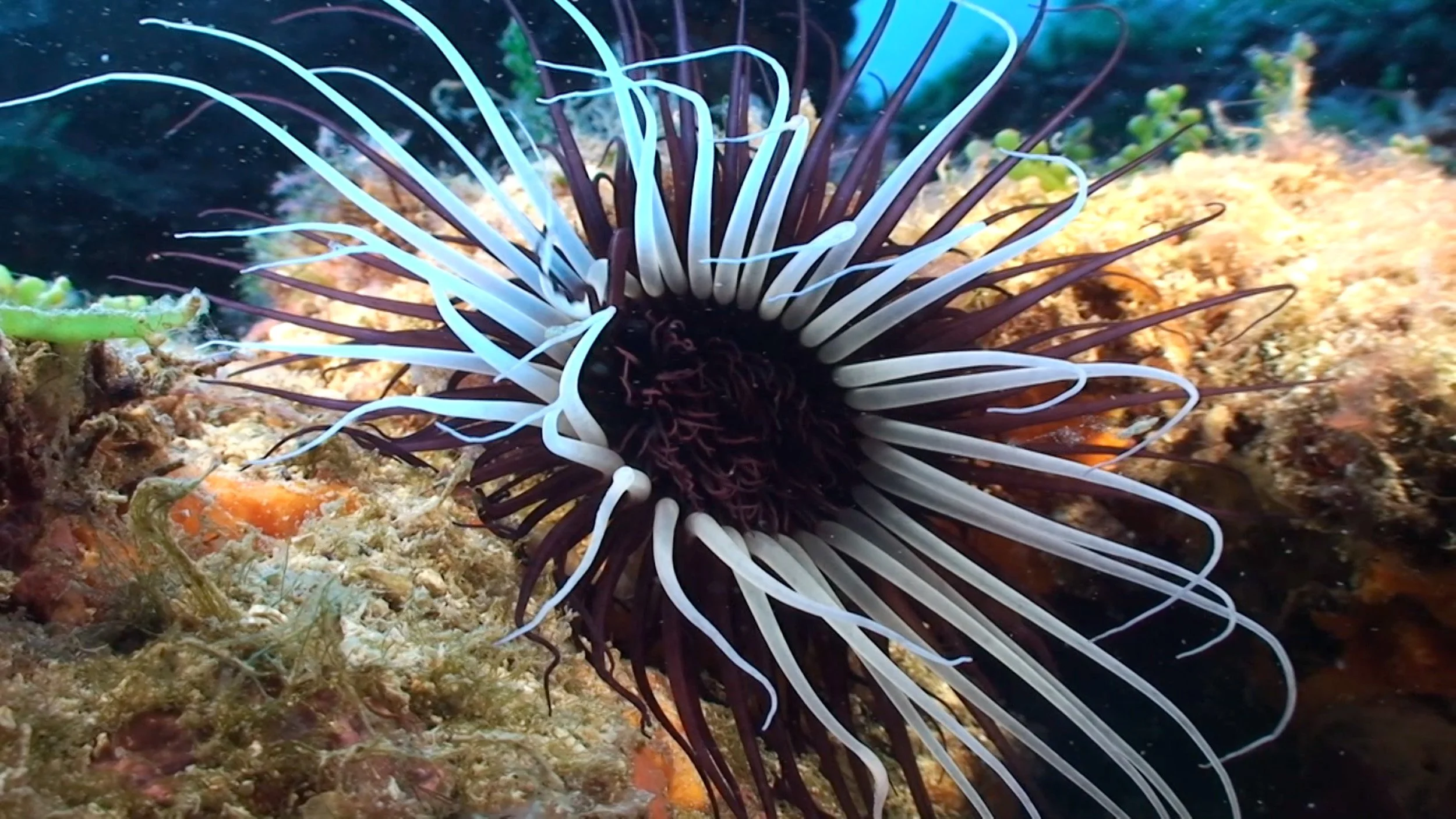 Ein tiefseetangiertes Meerestier, wahrscheinlich eine Blauflossenlippfisch, mit langen weißen und schwarzen Tentakeln, das in einer Unterwasserumgebung zwischen Korallen und algen lebt.