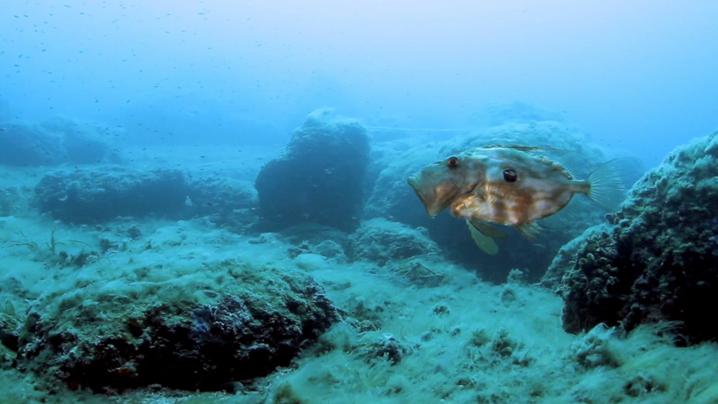 Ein Fisch schwimmt im Meer vor Korallen und Felsen, im Hintergrund ist der blaue Ozean sichtbar.