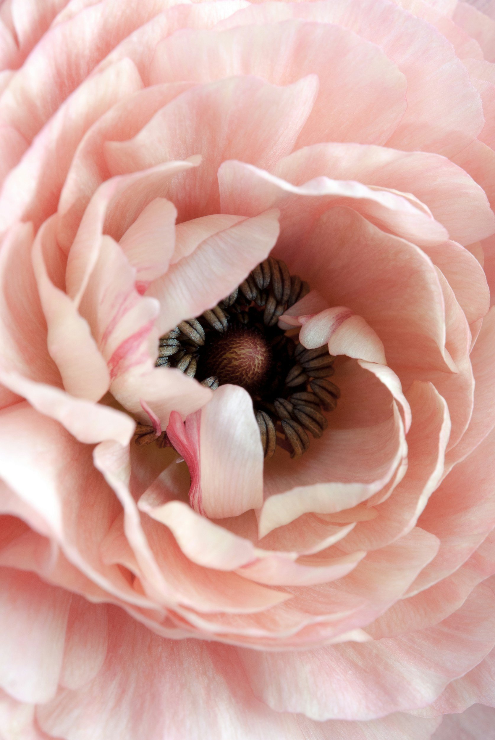 Photo of light pink flower with dozens of petals.