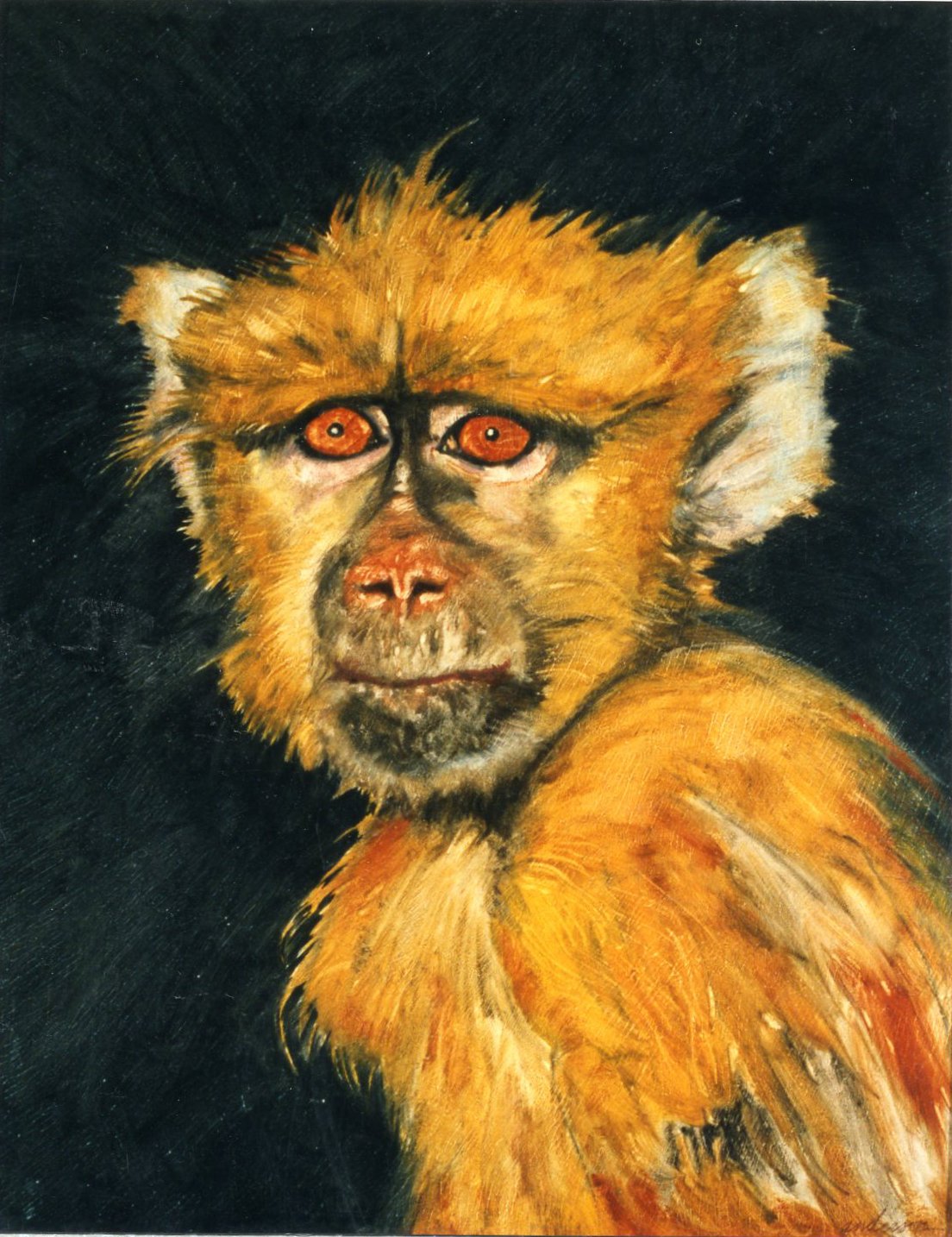 Juvenile Baboon