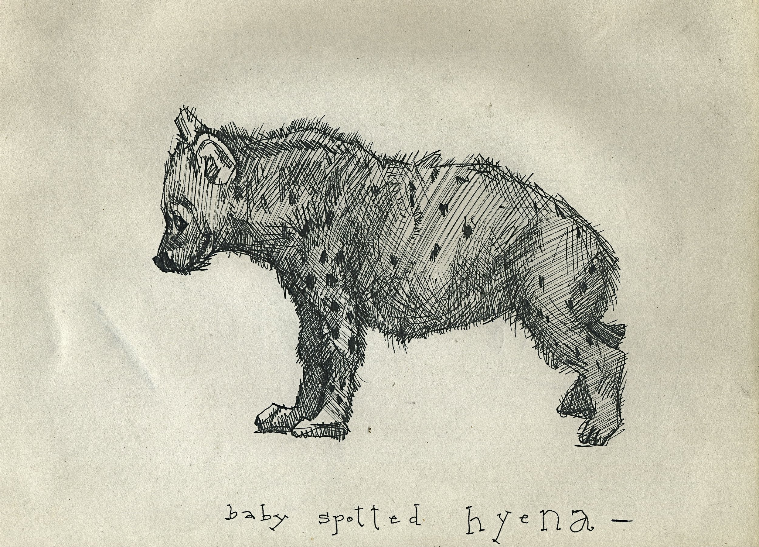 Baby Spotted Hyena