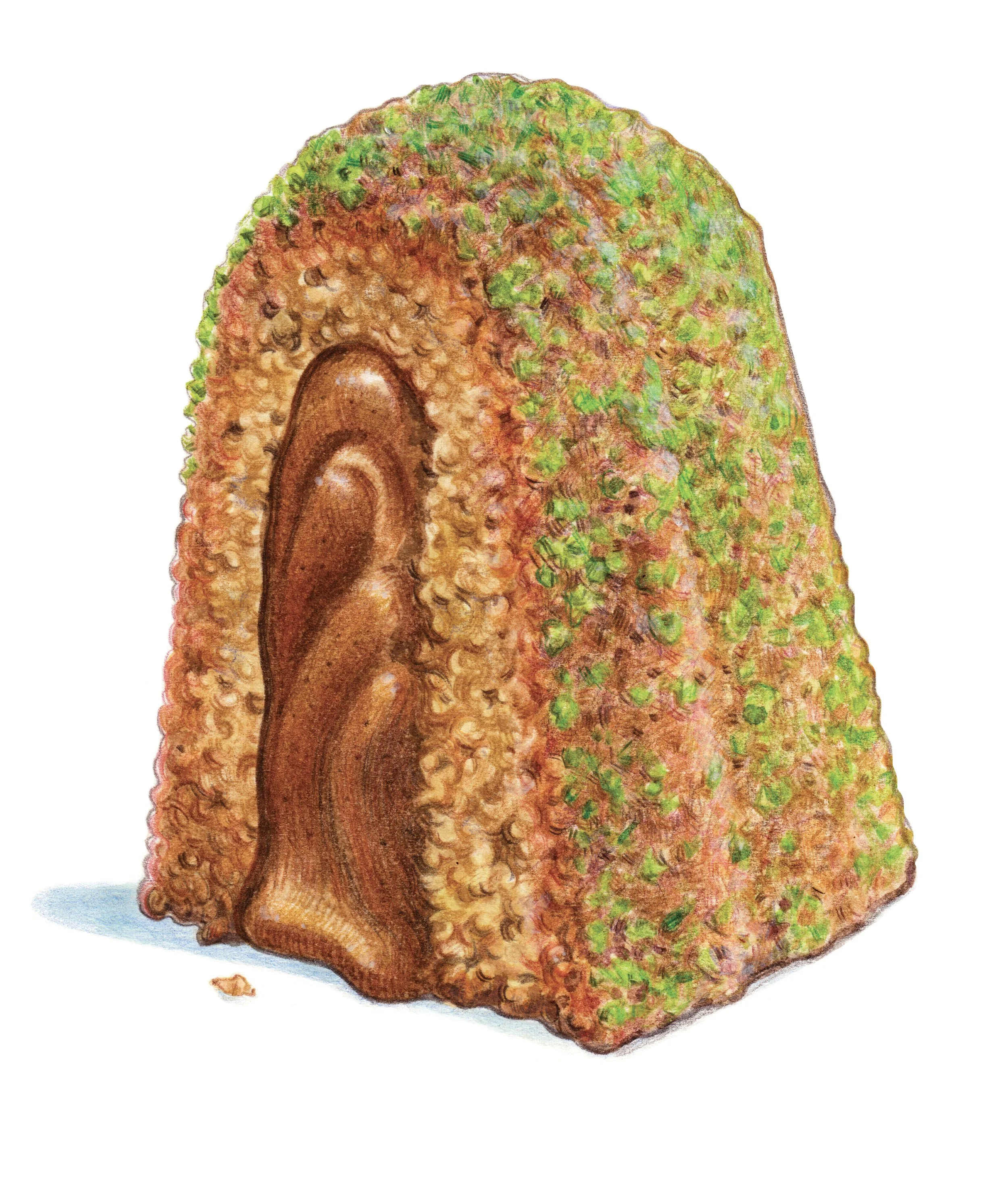 @Gateau-de-Savoie_OK_CMJN.jpg