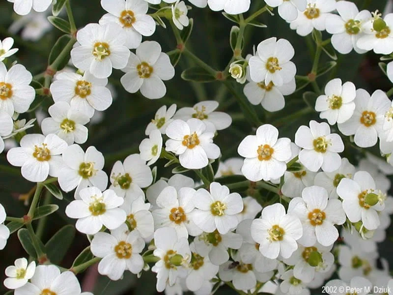 Flowering spurge (Euphorbia corollata)