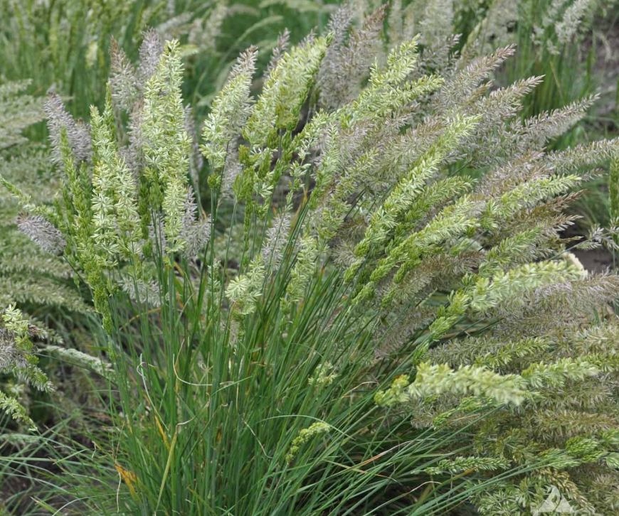 June Grass (Koeleria macrantha)
