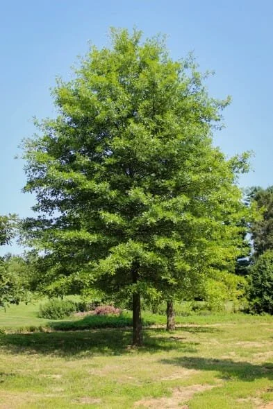 Pin Oak