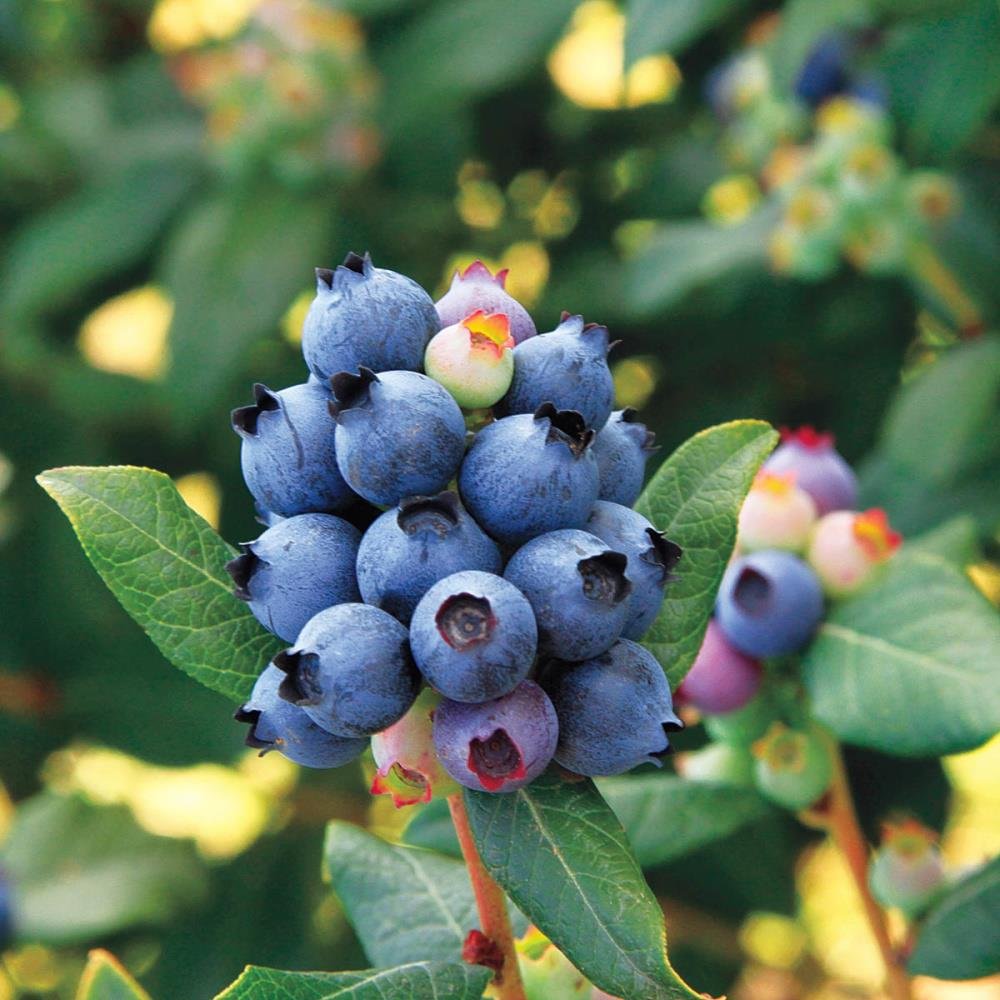 Blueberry (Bluecrop)