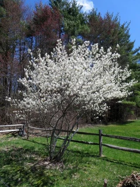 Allegheny Serviceberry