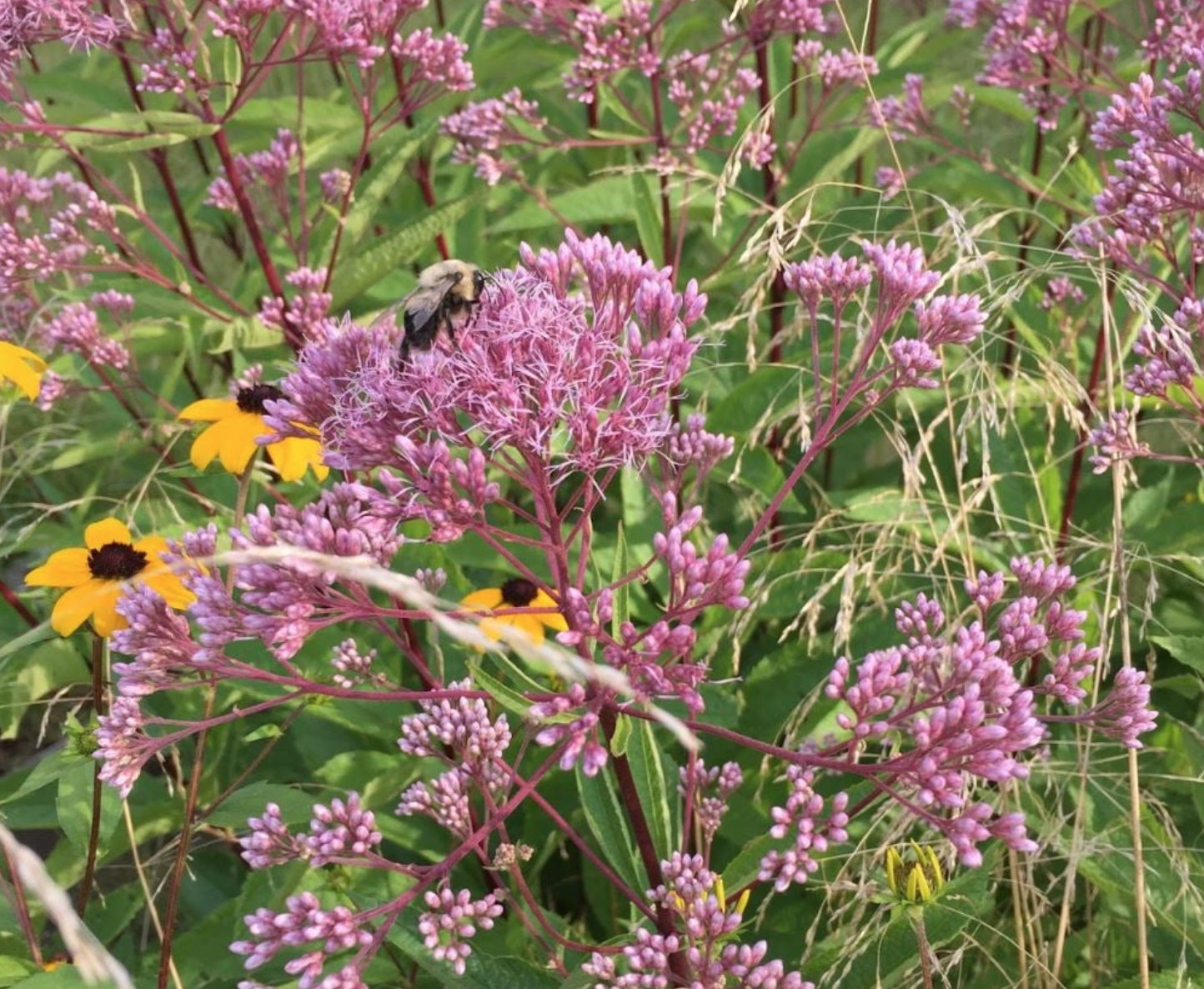 Rain Garden Kit