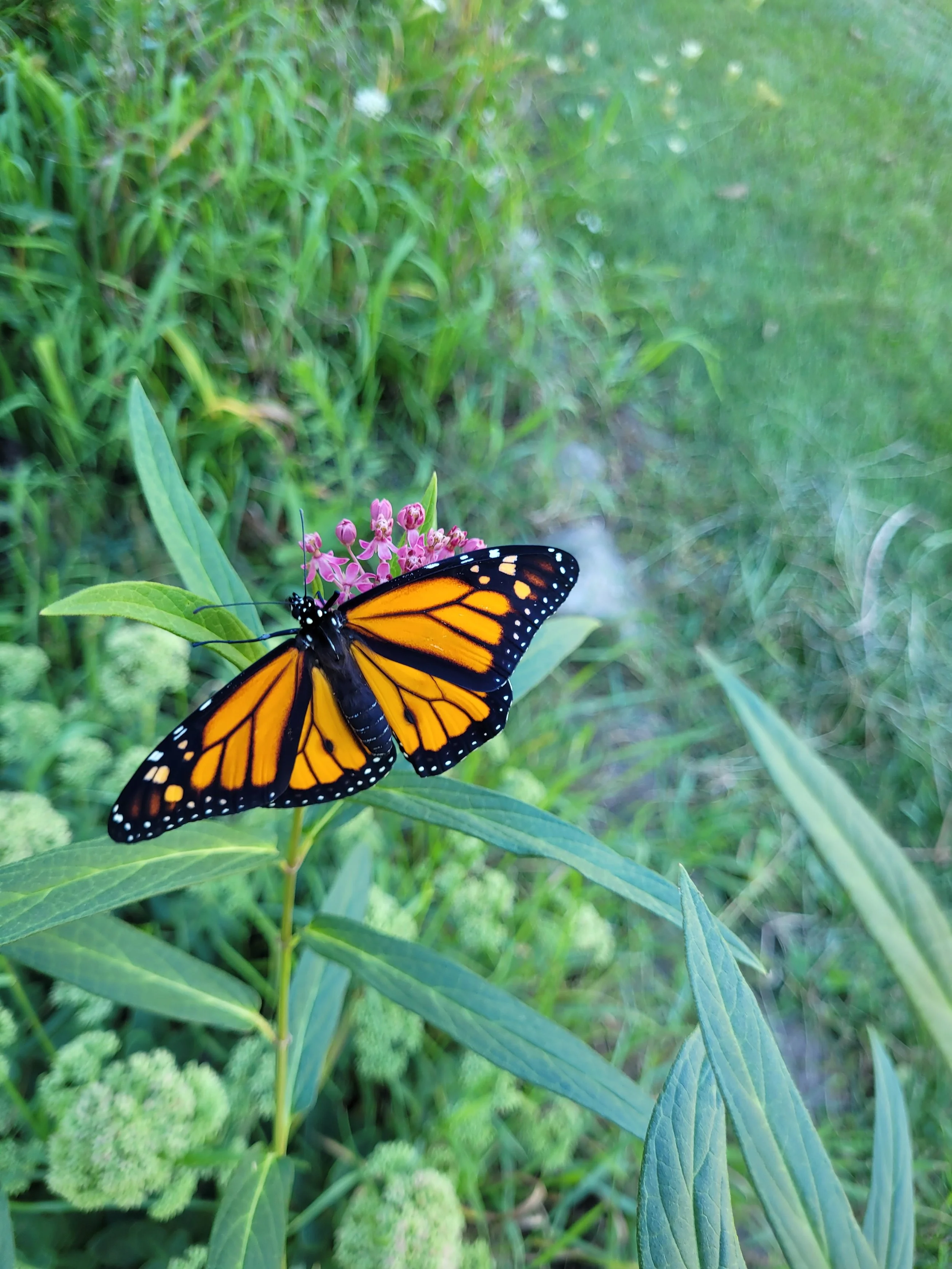 CRP Pollinator Prairie Seed Mix