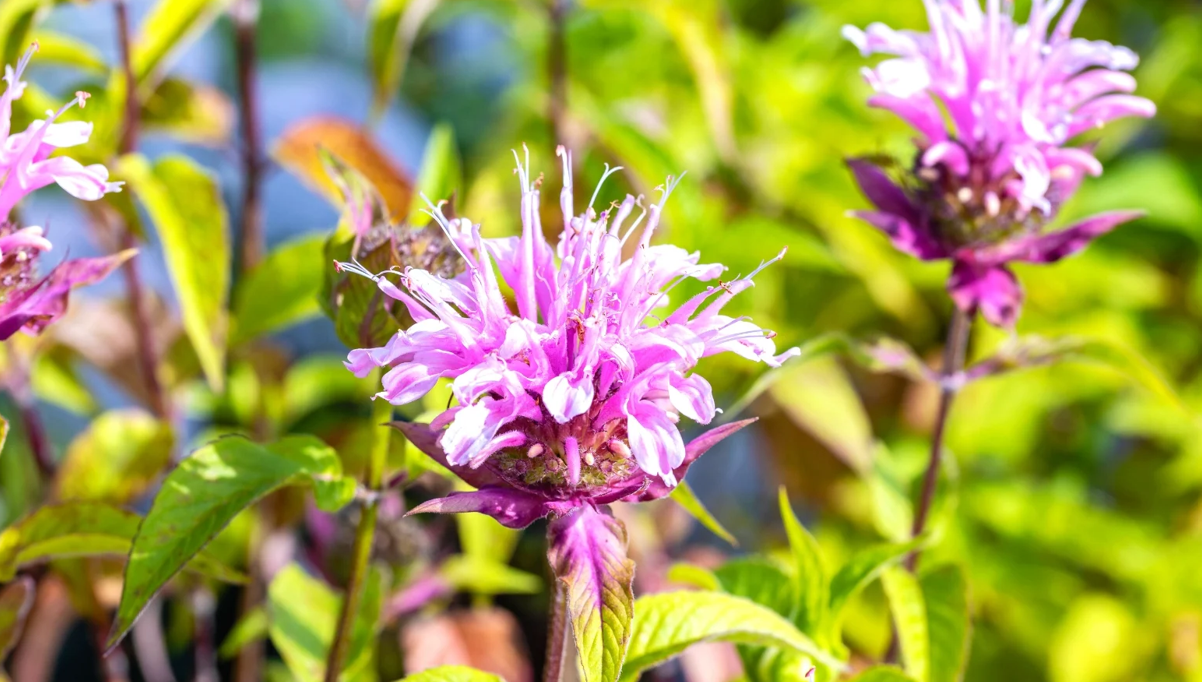 Native Plant Pick Up - Day #1
