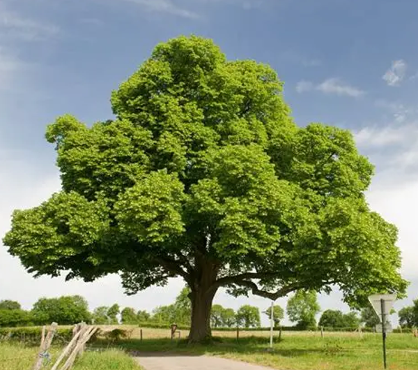 Tree Sale Pick Up - Day #1