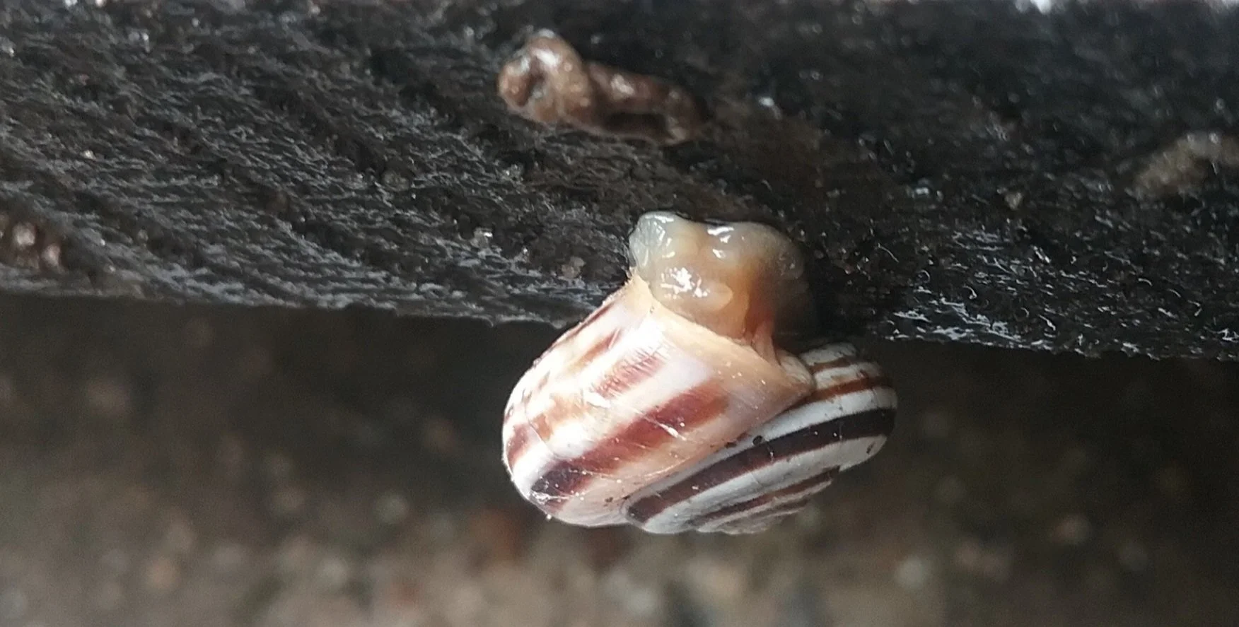 Invasive Snail Shells Invasive Species — Jackson County CD