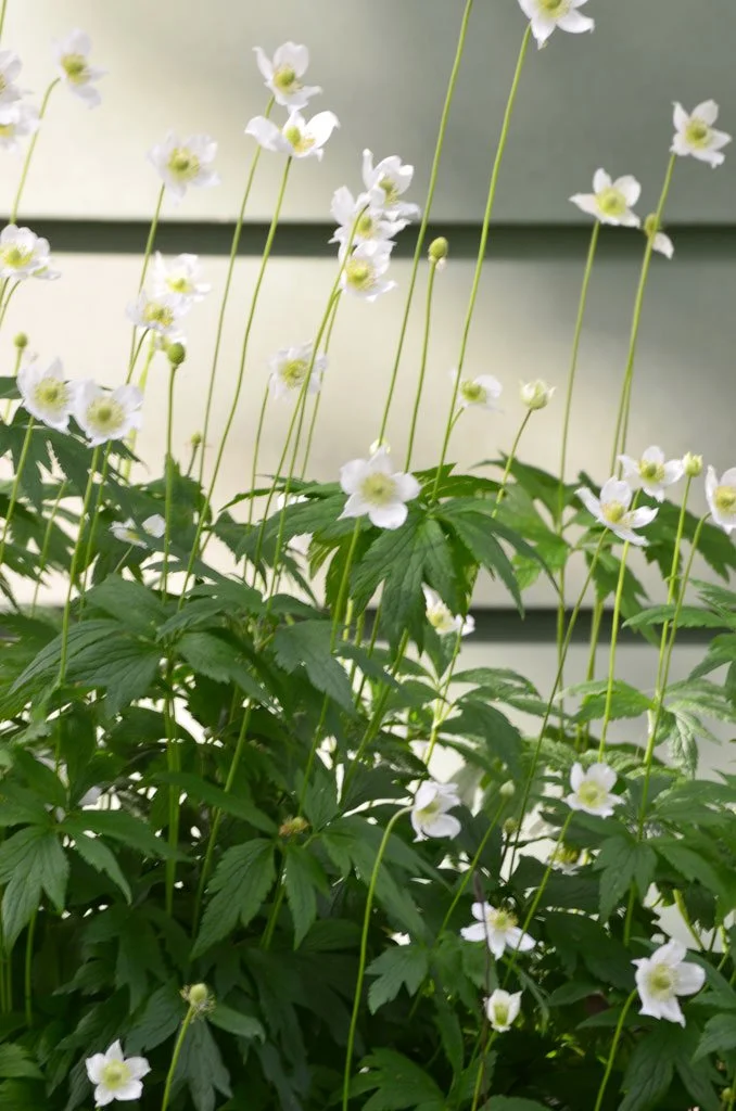 Tall Thimbleweed (Anemone virginiana)