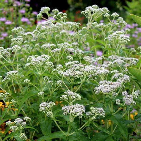 Boneset (Eupatorium perfoliatum)