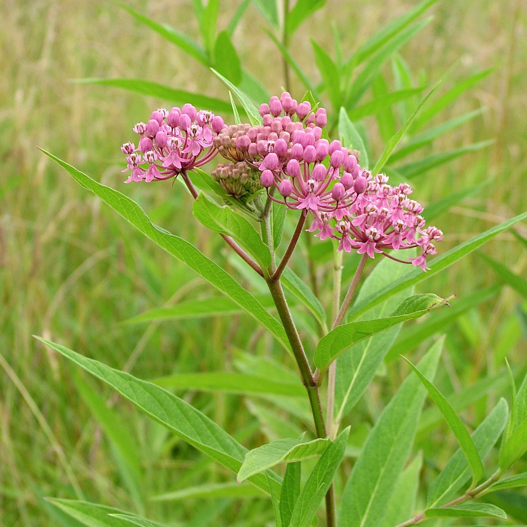 Rose milkweed (Asclepias incarnata)