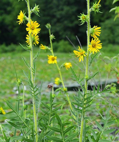Compass Plant (Silphium laciniatum)