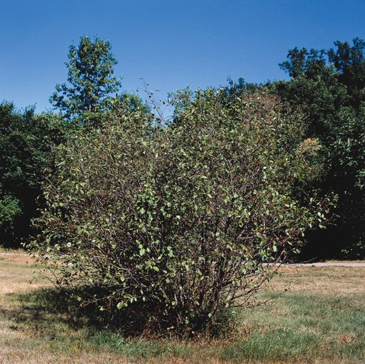 Speckled Alder