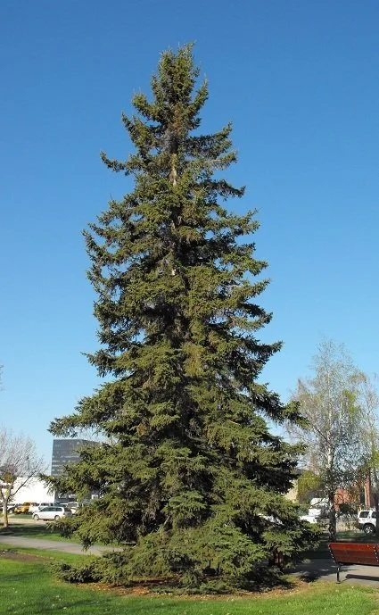 White Spruce
